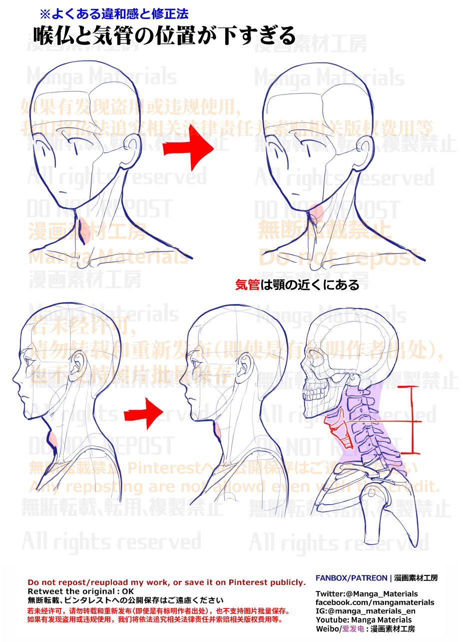 個人メモ:首の構造 / 骨と気管插画图片壁纸 個人メモ:首の構造 / 骨と気管插画图片壁纸