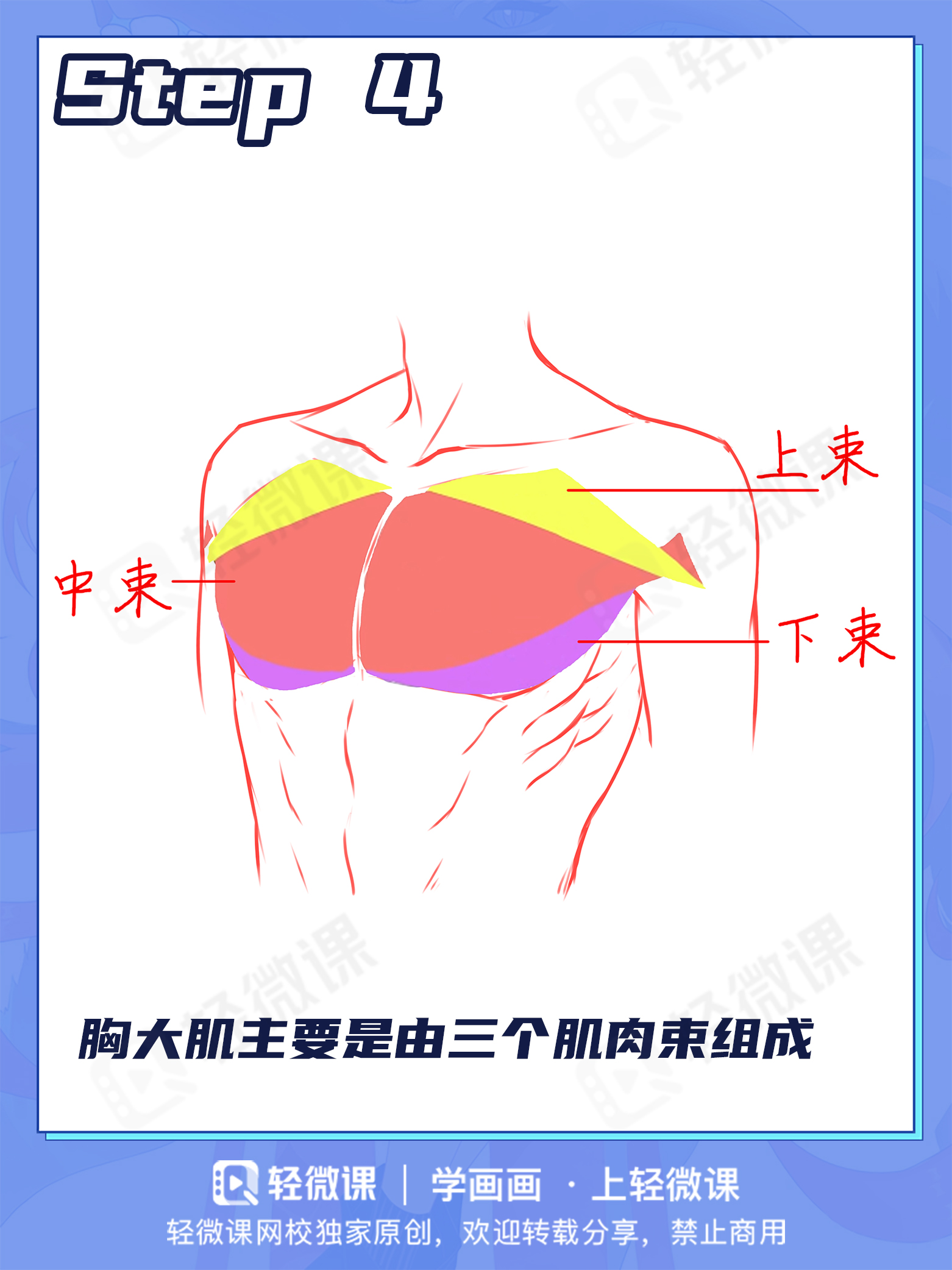 胸肌?欧派?男女胸部差异该怎么画?