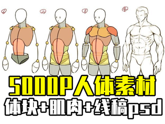怎么画女生身体躯干?动漫角色身体结构多角度画法