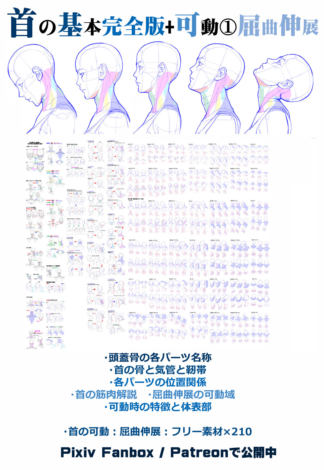 個人メモ:首の構造 / 骨と気管插画图片壁纸 個人メモ:首の構造 / 骨と気管插画图片壁纸
