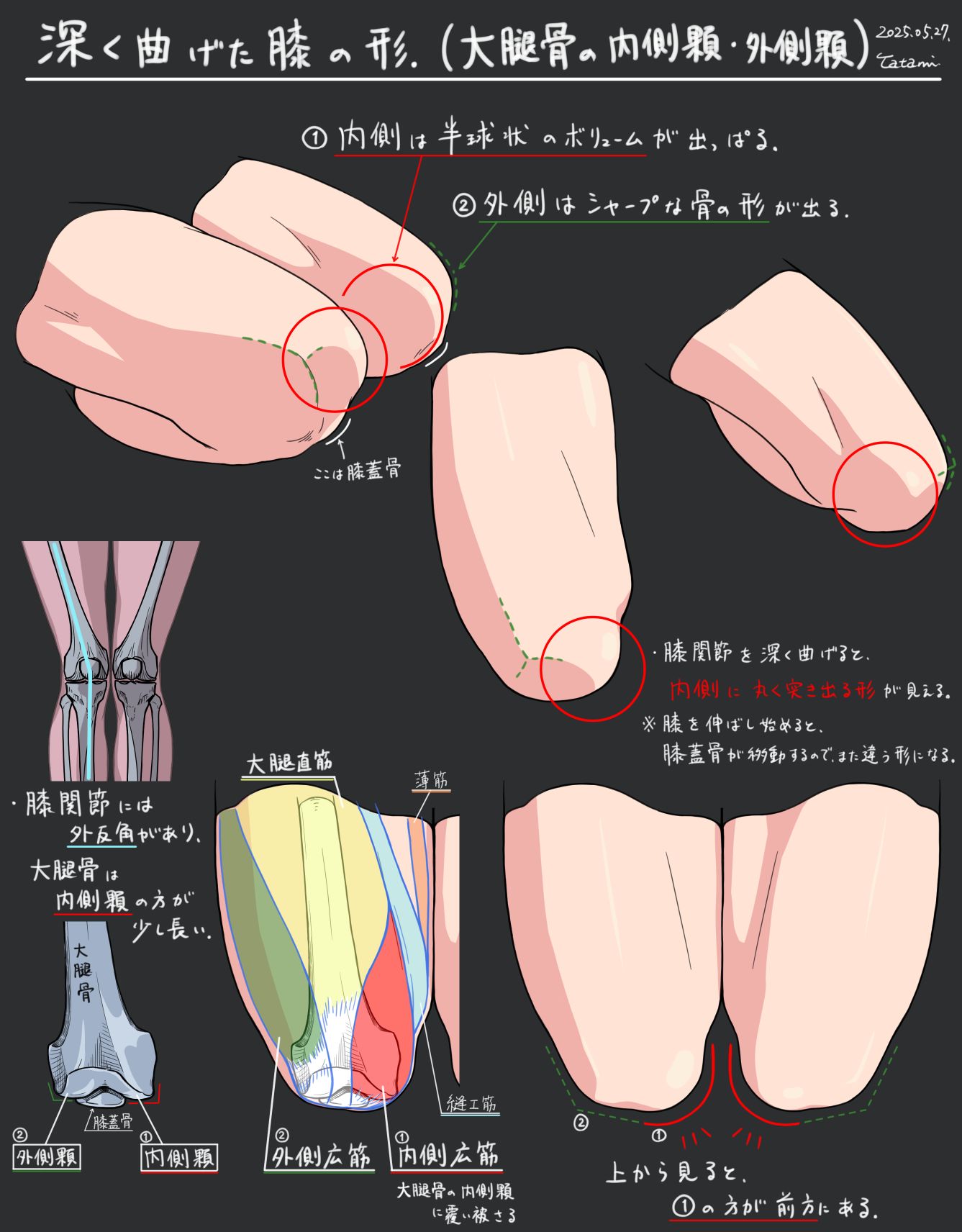 曲げた膝の形スタディ插画图片壁纸 曲げた膝の形スタディ插画图片壁纸