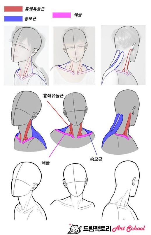 头颈肩结构参考人体结构要多花点时间学习噢