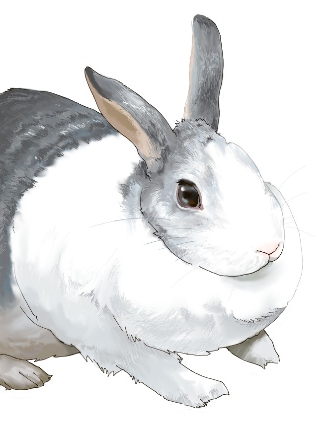 我家的兔子插画图片壁纸