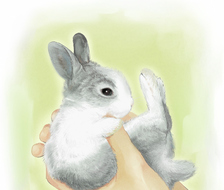 兔宝宝-动漫兔耳娘宠物