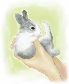 兔宝宝插画图片壁纸