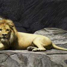 动物园的狮子插画图片壁纸
