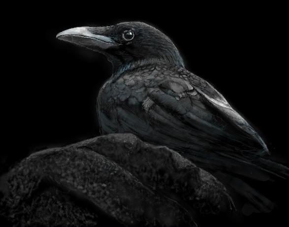夜乌鸦-乌鸦乌鸦动漫图片黑暗风