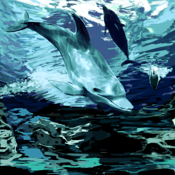 海豚-诺鲁卡星辰大海