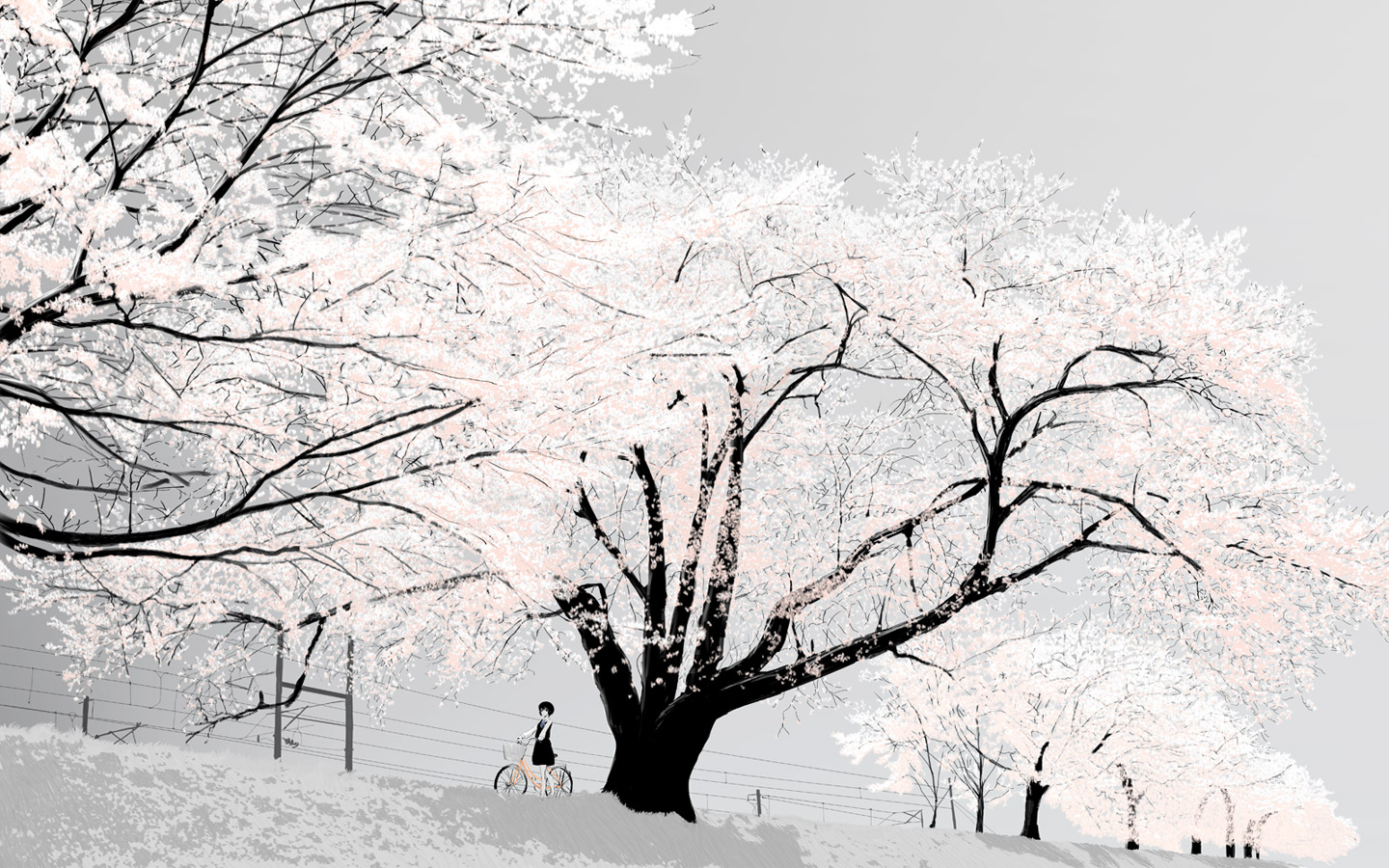 春花-樱花树风景