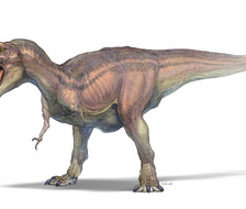 T-REX-ティラノサウルス恐龙