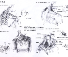 脖子和肩膀的构造