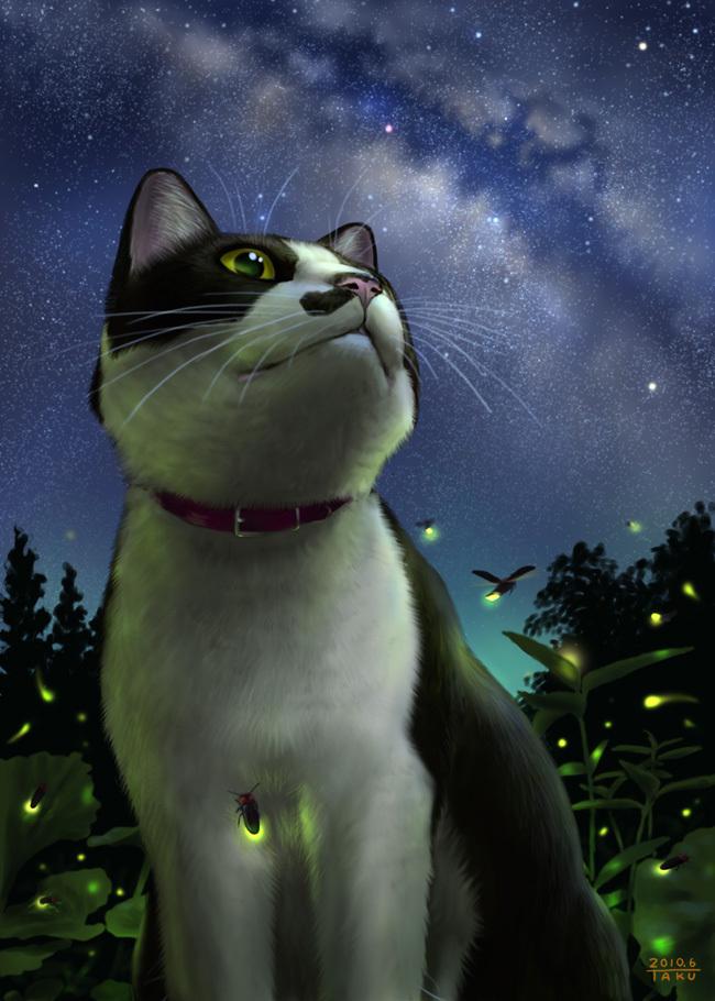 猫与银河插画图片壁纸