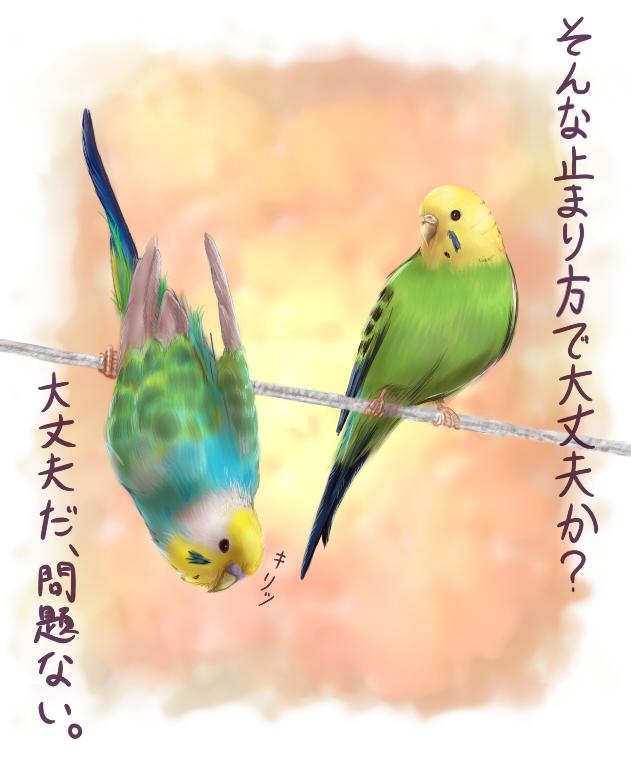 普通的鹦鹉对话-セキセイインコ鸟