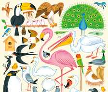 鳥類-鸟図鑑