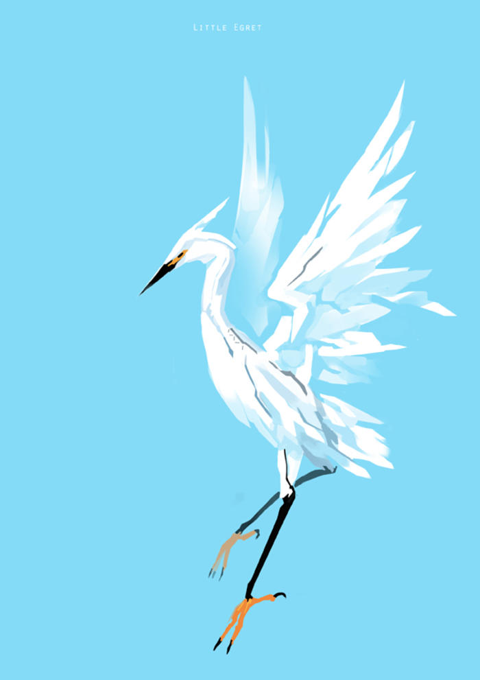 白鷺鷥插画图片壁纸