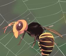 【虫BL】黄蜂和蜘蛛