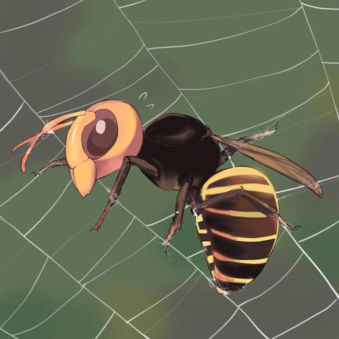 【虫BL】黄蜂和蜘蛛插画图片壁纸