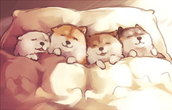 晚安-柴犬狗