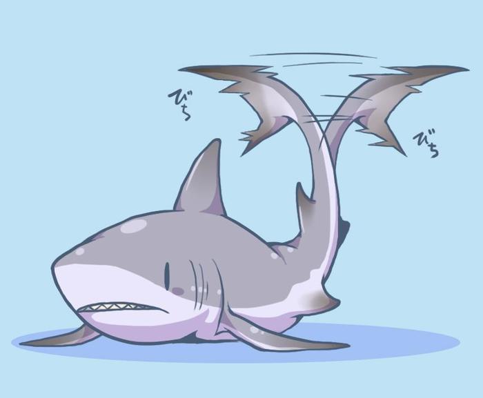 鲨鱼先生插画图片壁纸
