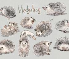 Hedgehog-刺猬这是什么 好可爱啊
