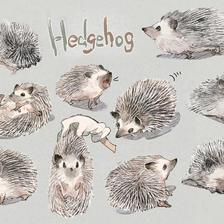 Hedgehog插画图片壁纸