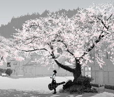 葉桜-樱花树建议点击