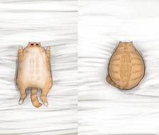 Creepy Cat 15 - Pillow