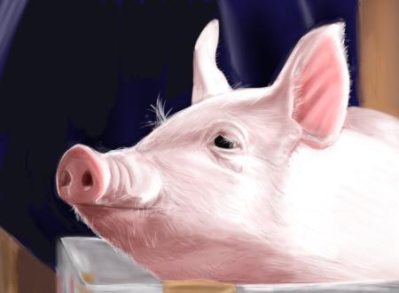 猪先生插画图片壁纸
