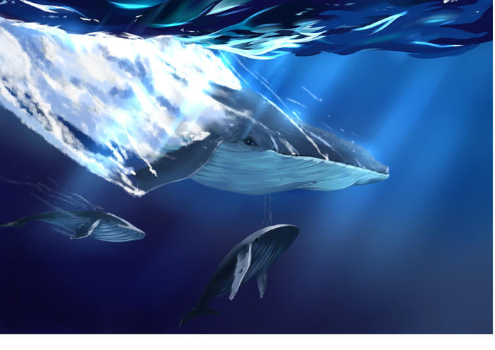 鲸鱼插画图片壁纸