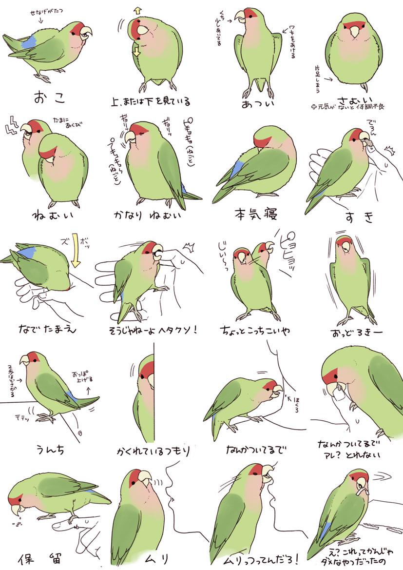 鹦鹉的身体语言插画图片壁纸