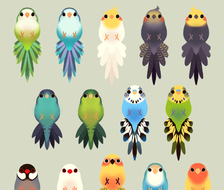 Bird Tail Collection