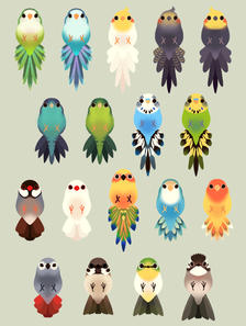 Bird Tail Collection插画图片壁纸
