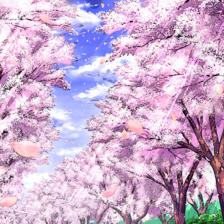 桜簾插画图片壁纸