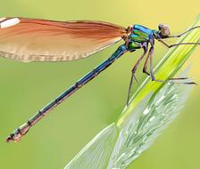 BLUE*dragonfly图片壁纸