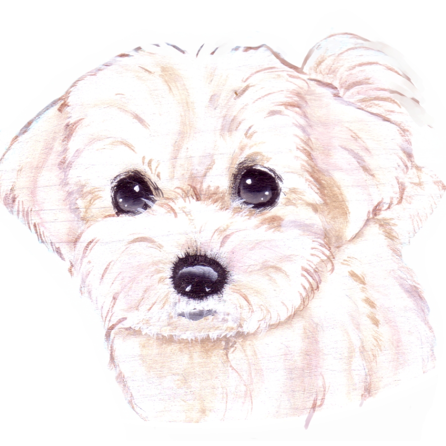 Maltese dog(かのん作)插画图片壁纸