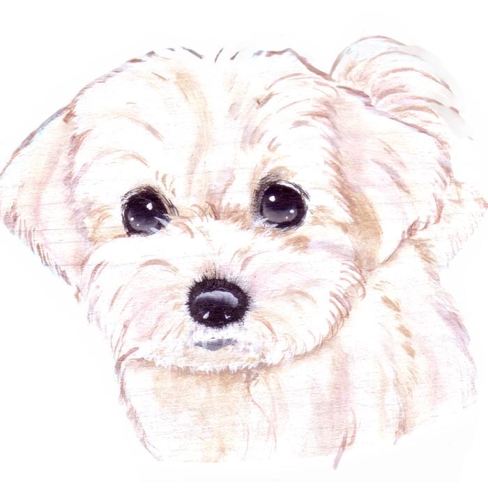 Maltese dog(かのん作)插画图片壁纸