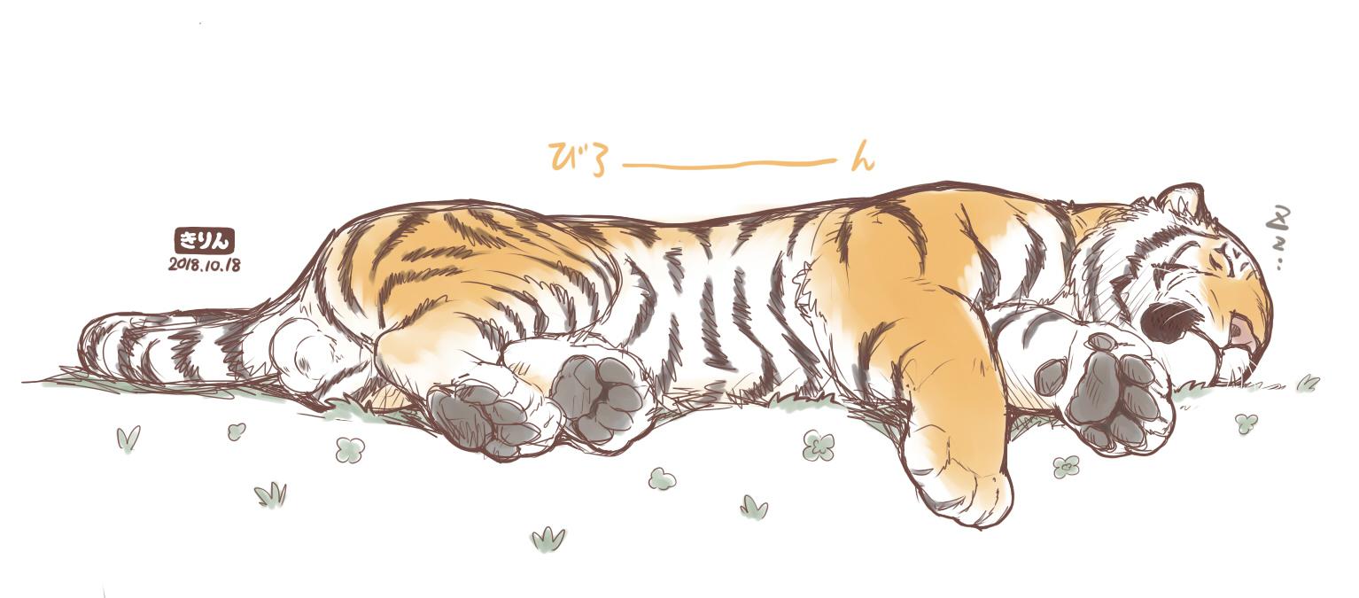 虎先生午睡