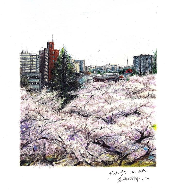 盛冈城址的樱花插画图片壁纸
