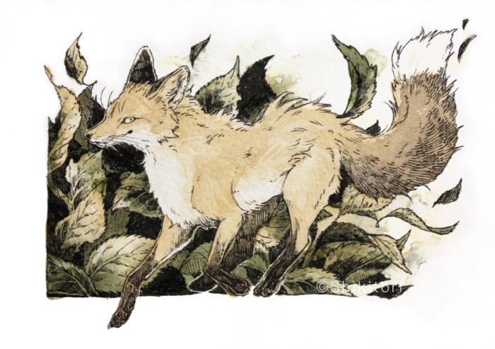 狐狸绘图插画图片壁纸