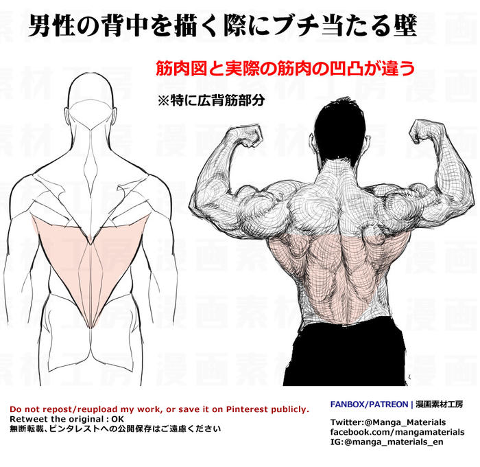 个人笔记：背部肌肉插画图片壁纸