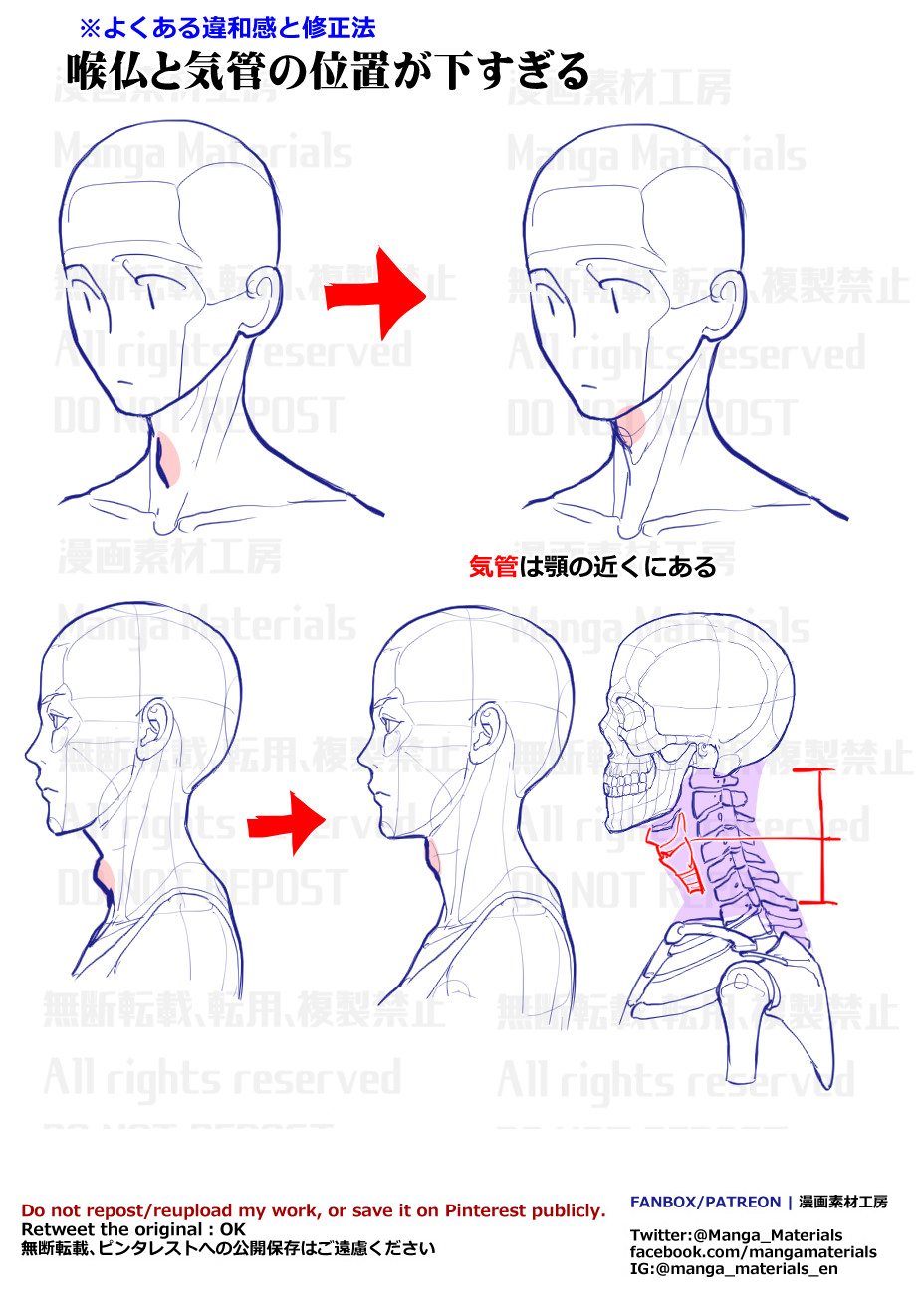 个人笔记：气管和气管的位置插画图片壁纸