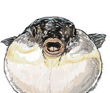 河豚-フグ海水魚