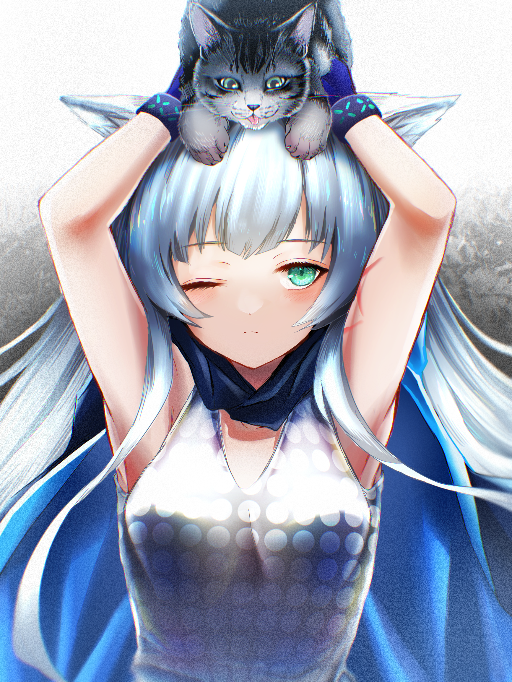 洛斯蒙蒂斯和猫插画图片壁纸