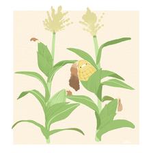 玉米插画图片壁纸