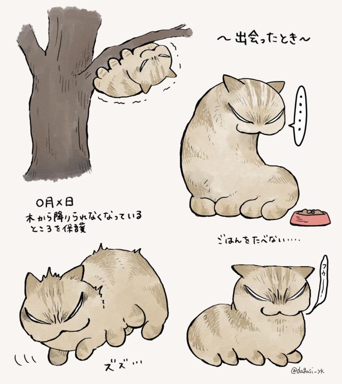野猫BeforeAfter插画图片壁纸