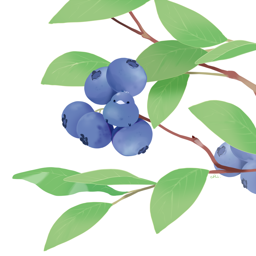 蓝莓-原创ぶるーべりーとり