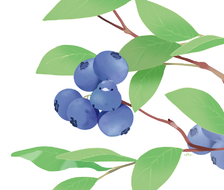 蓝莓-原创ぶるーべりーとり