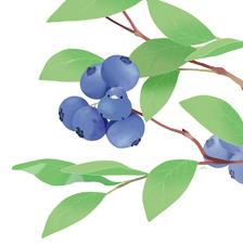 蓝莓插画图片壁纸