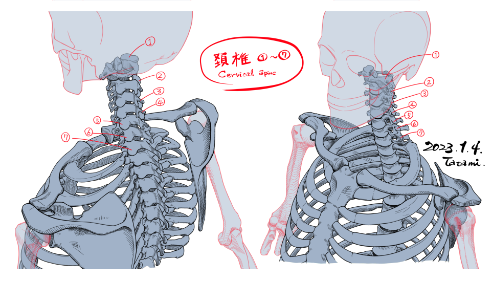 颈椎、锁骨、肩胛骨素描