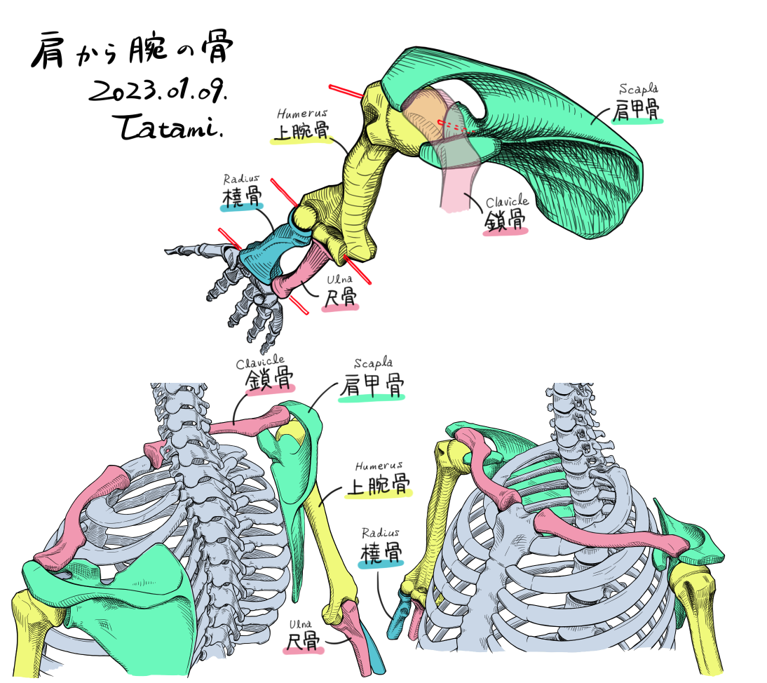 肩到腕骨插画图片壁纸